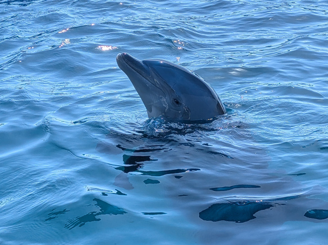 Marineland Dolphin Adventure-Marineland必去景点