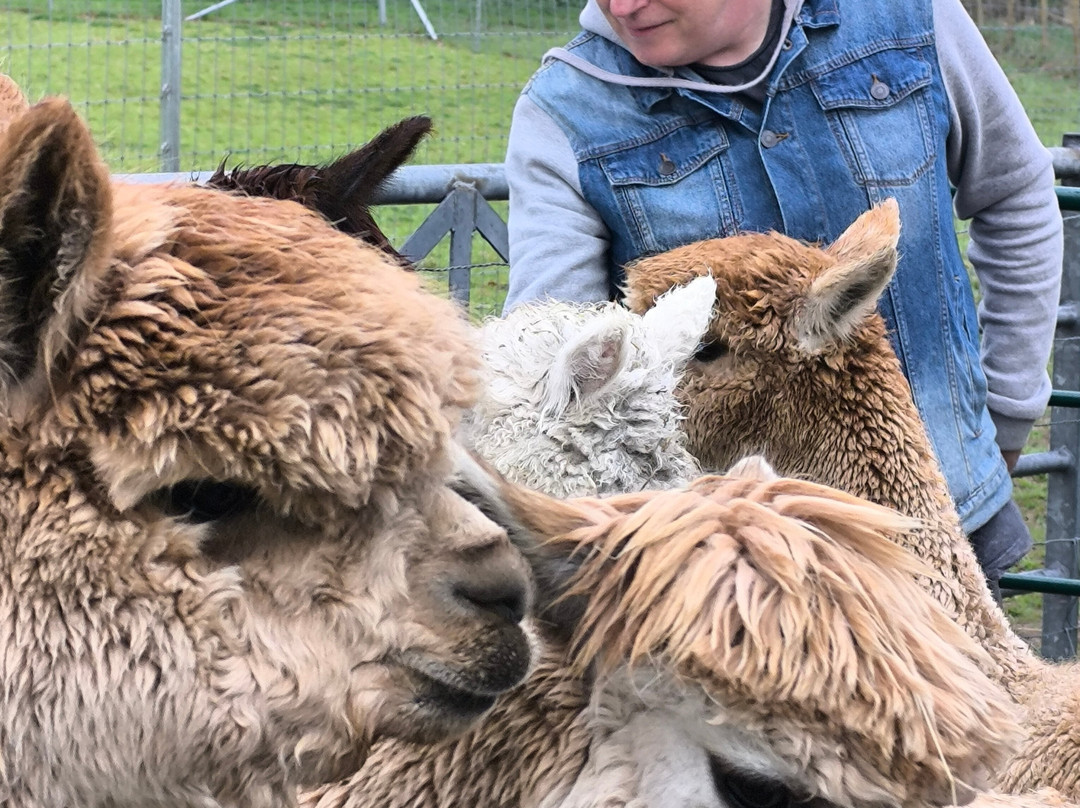 Reservoir Alpacas-Chard必去景点