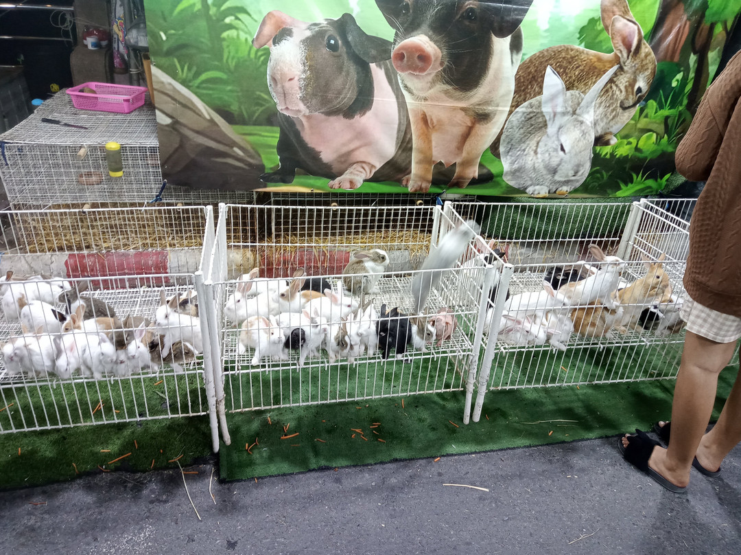 Saturday Night Market-素叻他尼必去景点