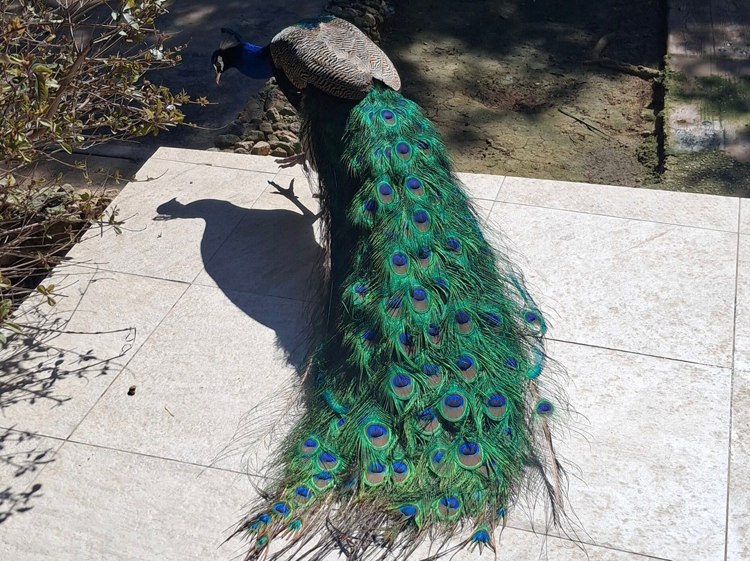 Birdpark Malta-Salina必去景点