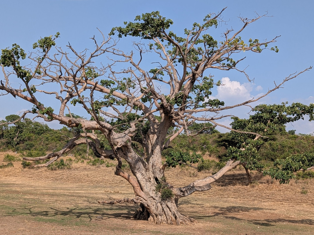 Lucy Ethiopia Tours-亚的斯亚贝巴必去景点