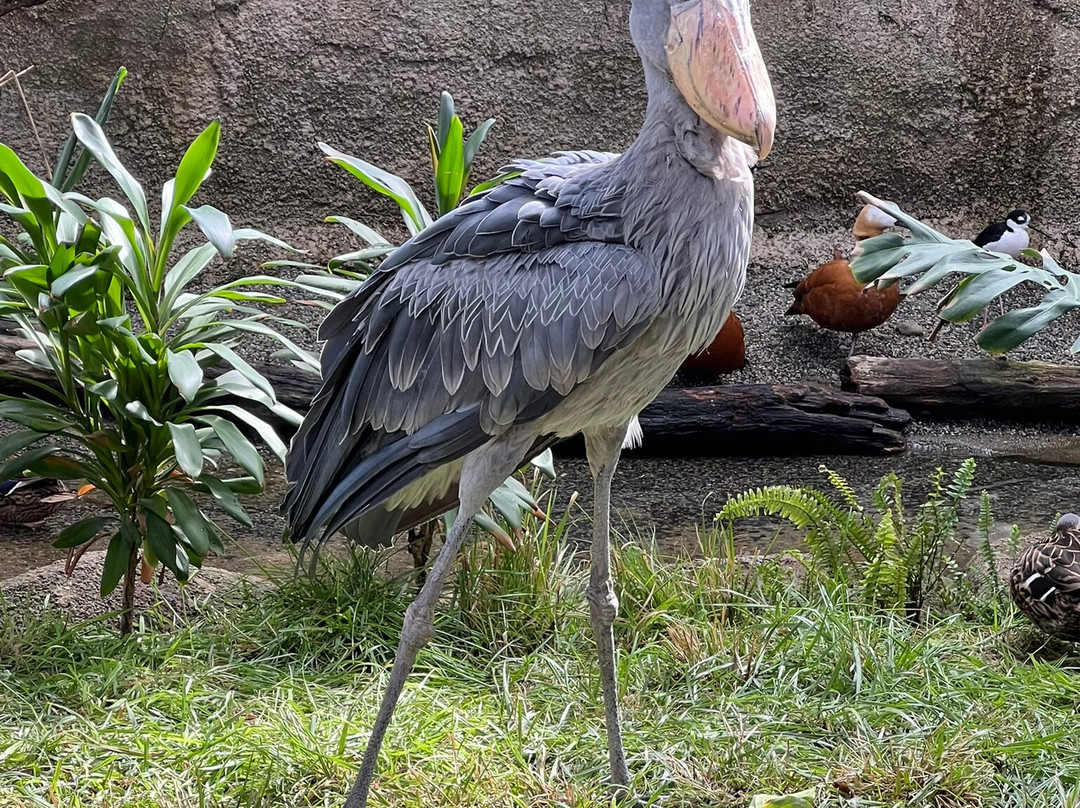 Nasu Animal Kingdom-那须町必去景点
