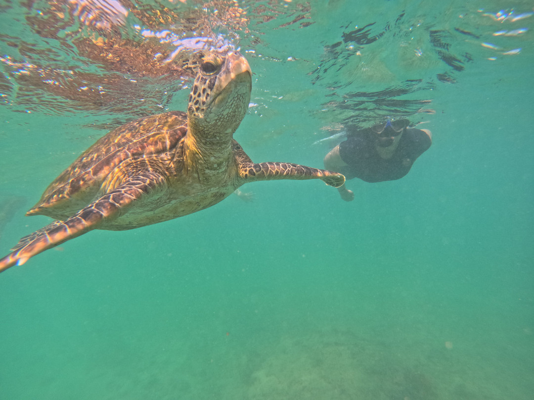 Mirissa Turtle Snorkeling Tours-美蕊沙必去景点