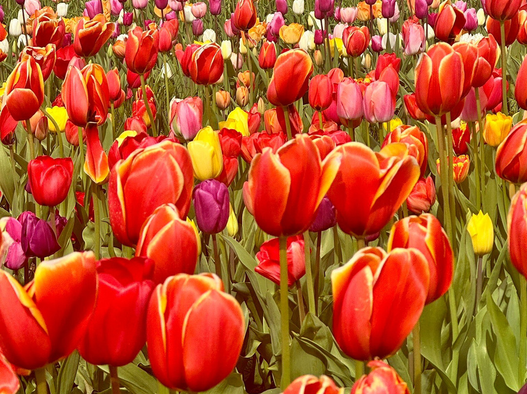 Tulleys Tulip Garden - Warwickshire-沃里克必去景点