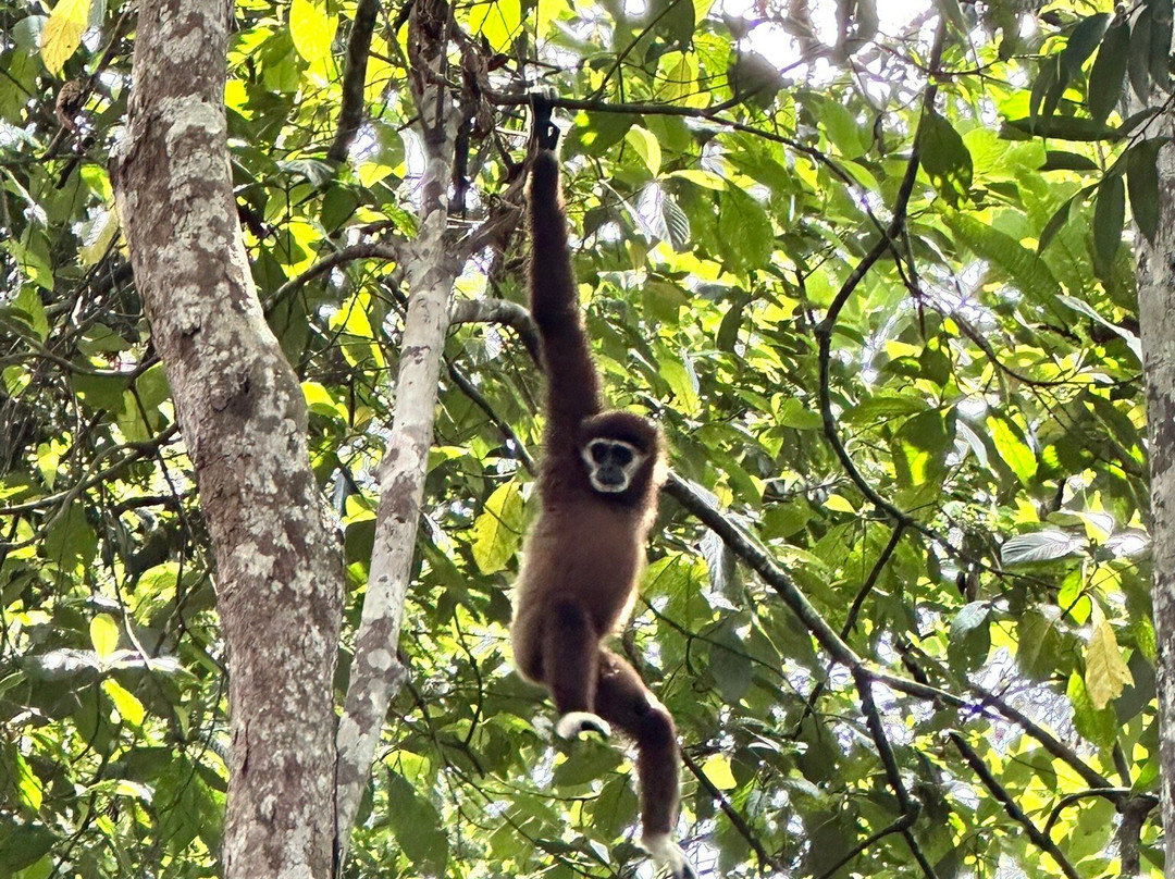 WONDERFULL ORANGUTAN SUMATRA-武吉拉旺必去景点