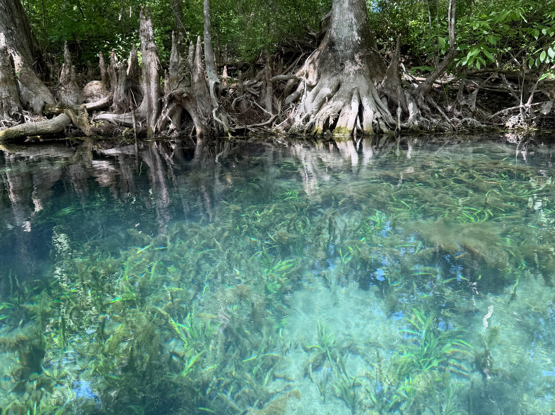 Kayaking Silver Springs-Silver Springs必去景点