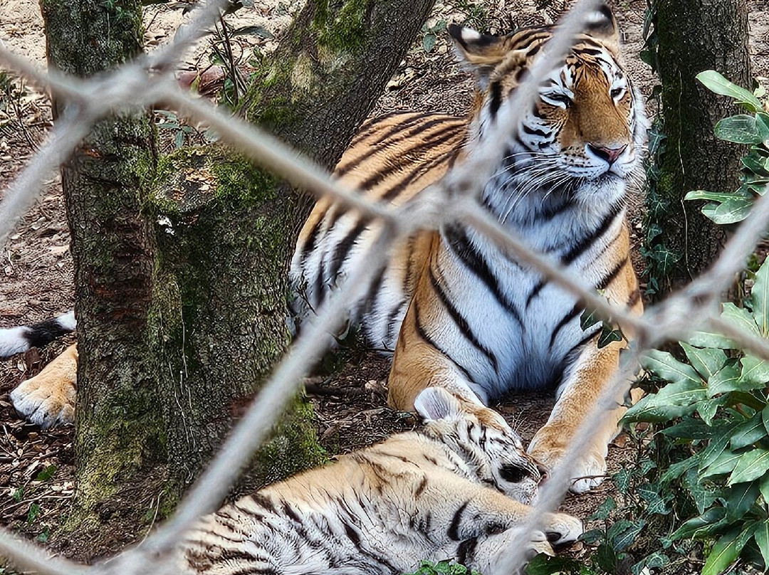Zoo de La Palmyre-La Palmyre-Les Mathes必去景点