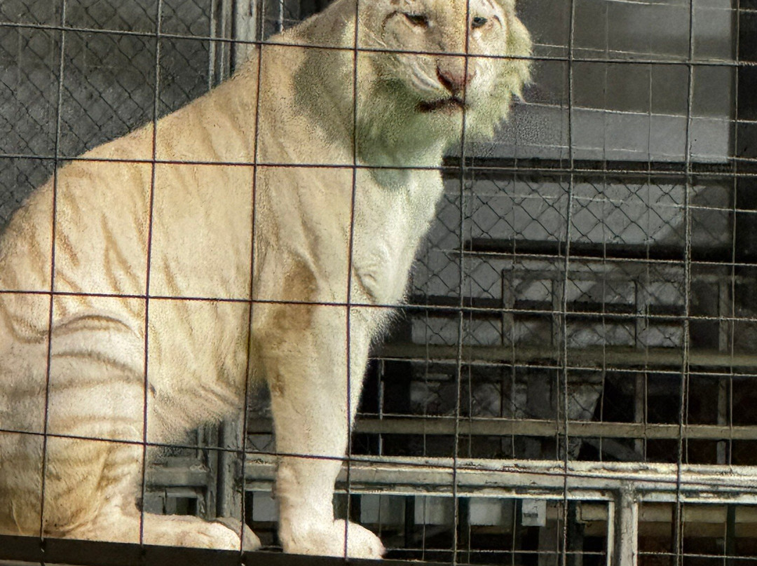 Big Cat Habitat-萨拉索塔必去景点
