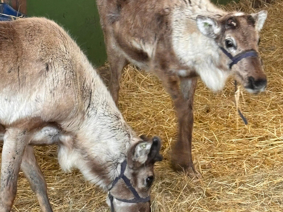 The Reindeer Centre-Bethersden必去景点