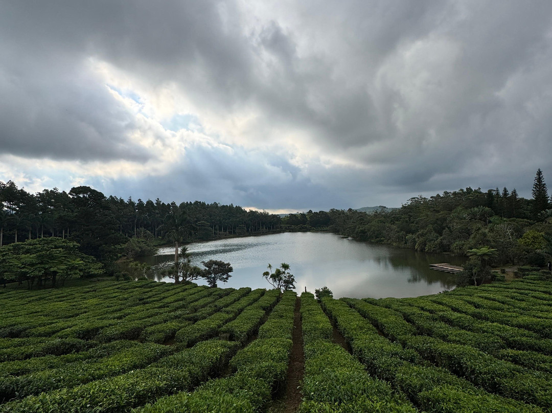 Bois Cheri Tea Factory and Tea Museum-Bois Cheri必去景点