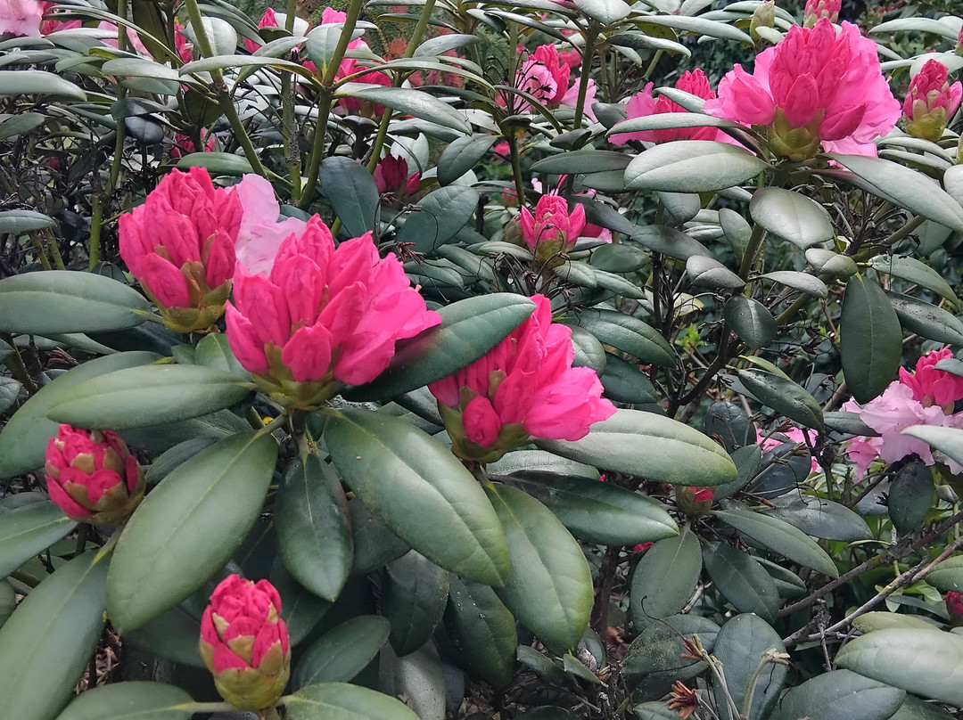Oakgate Nursery & Garden Centre-Ellerdine必去景点