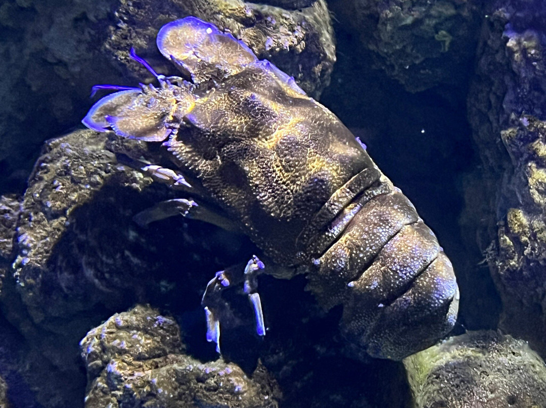 Aquarium Cabrera - Centro de Visitantes Ses Salines o Centro Interpretacion Cabrera-Colonia de Sant Jordi必去景点