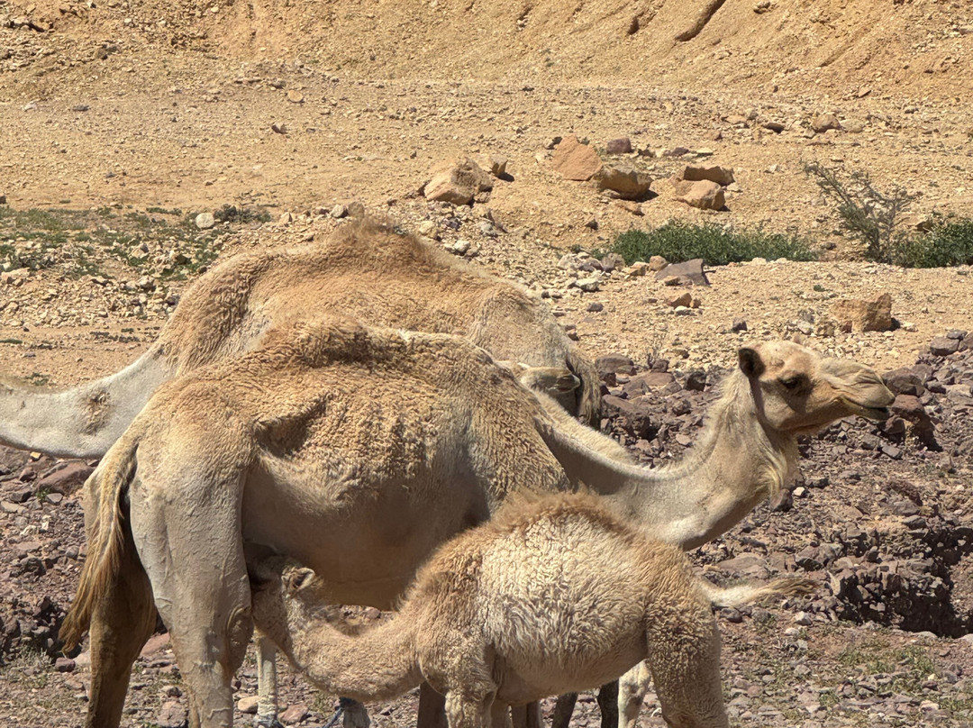 Why Jordan Tours-佩特拉必去景点