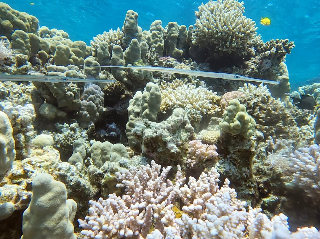 ORCA Dive Club Soma Bay-索马湾必去景点