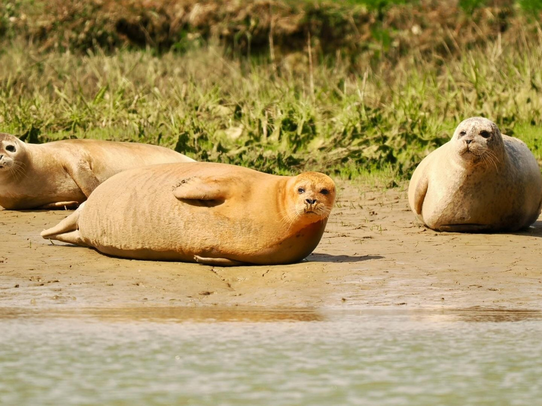 Discovery Seal Trips-Rochford必去景点