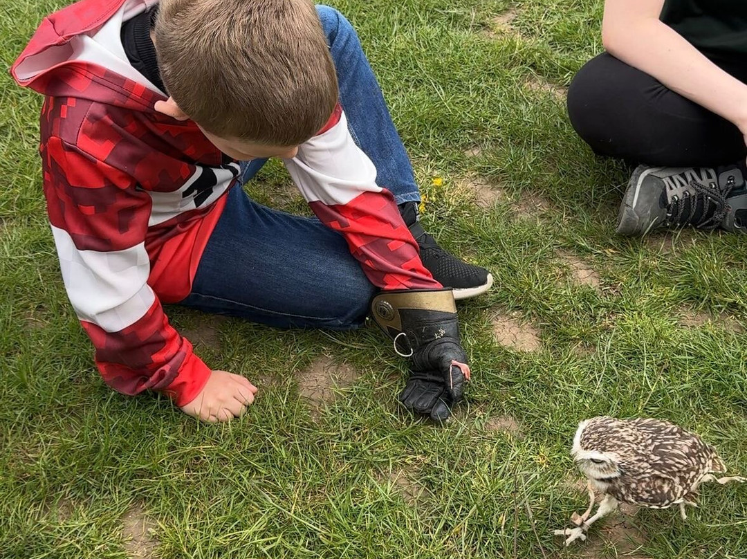 Lavenham Falconry-Monks Eleigh必去景点