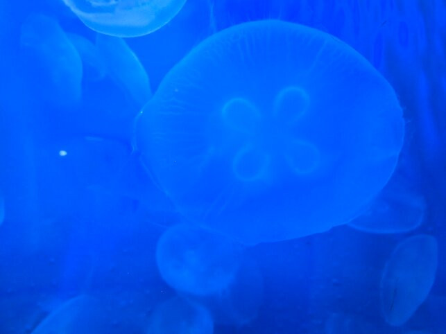 热那亚水族馆-热那亚必去景点
