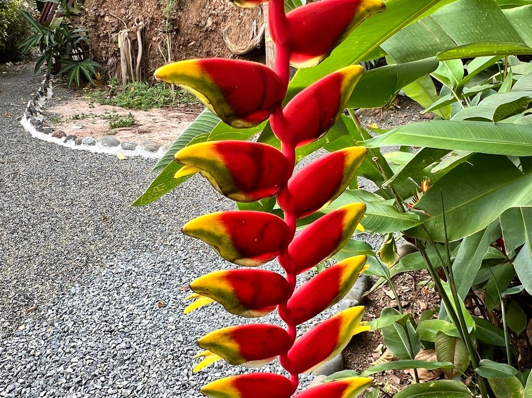 J.R. O'Neal Botanical Gardens-Road Town必去景点