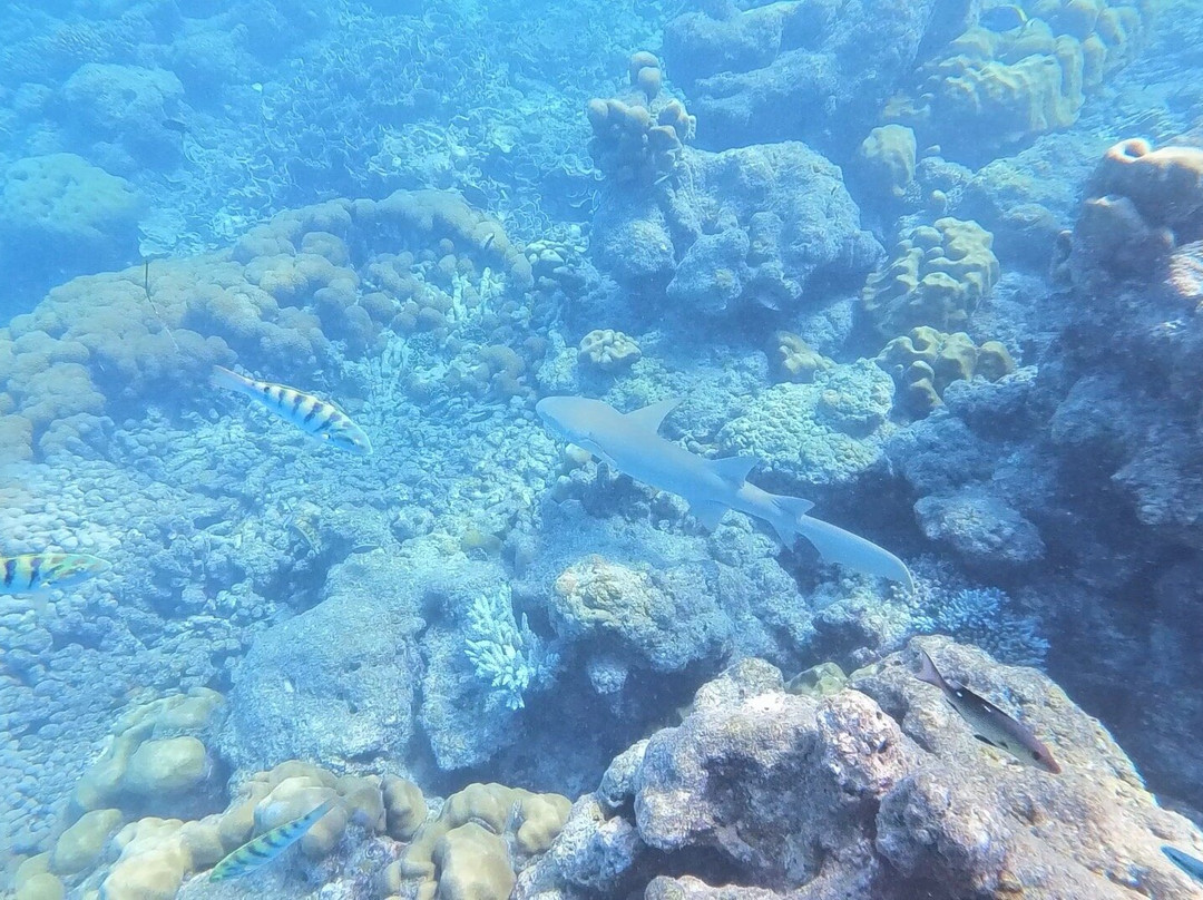 Sub Oceanic at Le Méridien Maldives Resort & Spa-Thilamaafushi必去景点