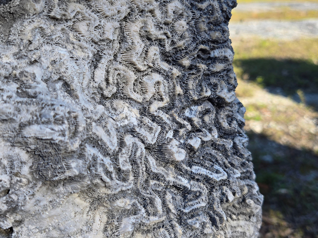 Windley Key Fossil Reef Geological State Park-伊斯拉摩拉达必去景点