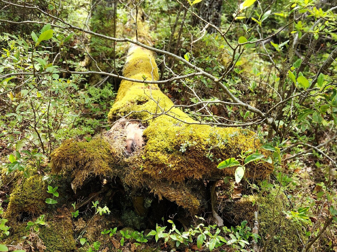 Wonderland Trail-Southwest Harbor必去景点