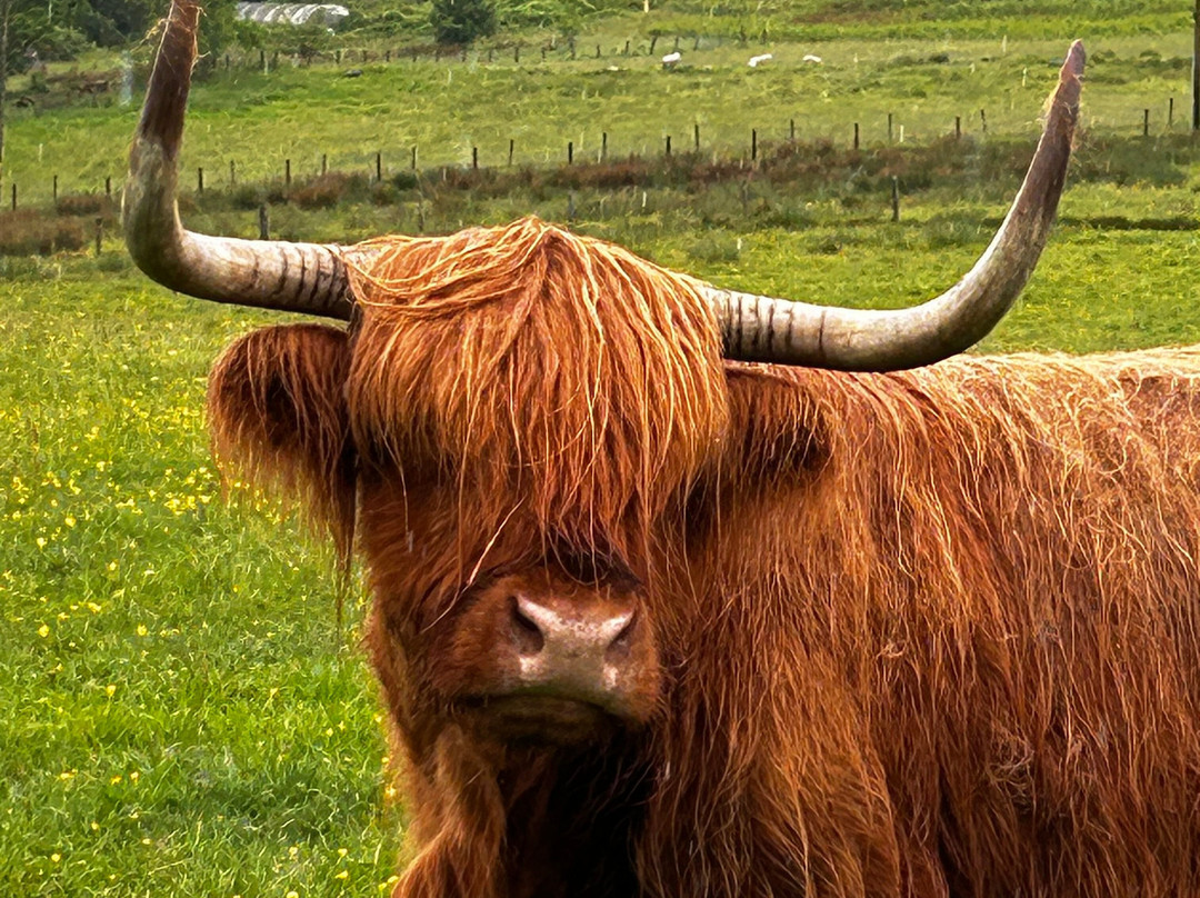 Nether Glenny Farm - Coos and Views-斯特灵必去景点