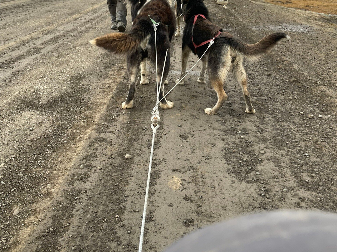 Green Dog Svalbard-朗伊尔城必去景点