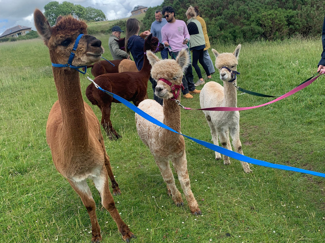 Meadowcroft Farm Alpacas-Bury必去景点