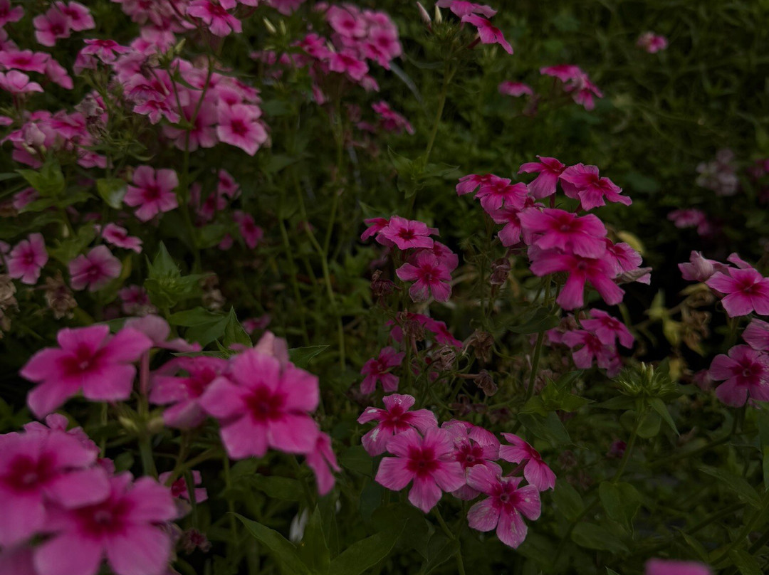 Cameron Highlands Flora Park-碧兰璋必去景点