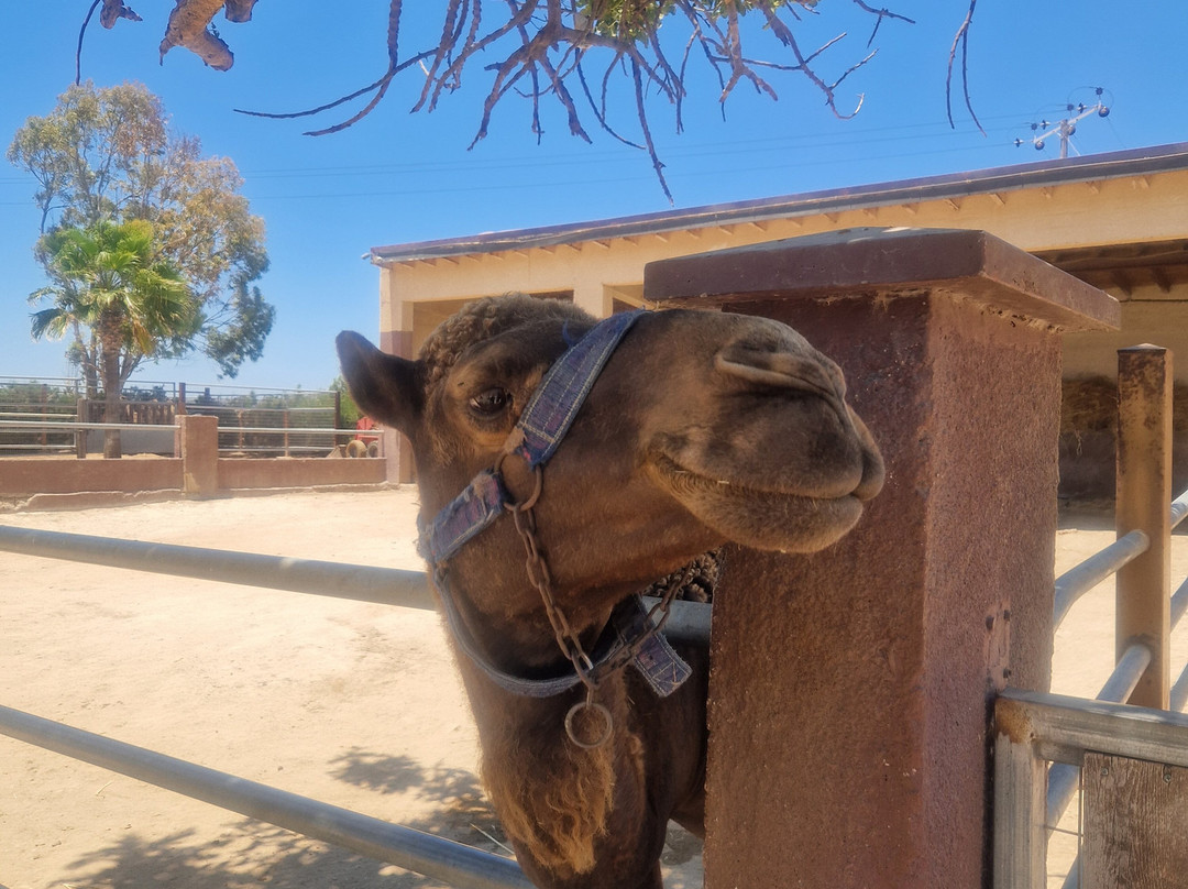 Camel Park-玛佐托斯必去景点