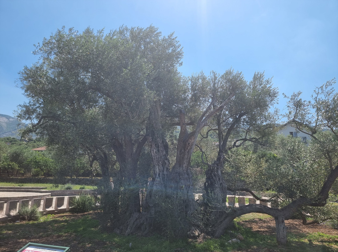 Old Olive Tree-Bar必去景点