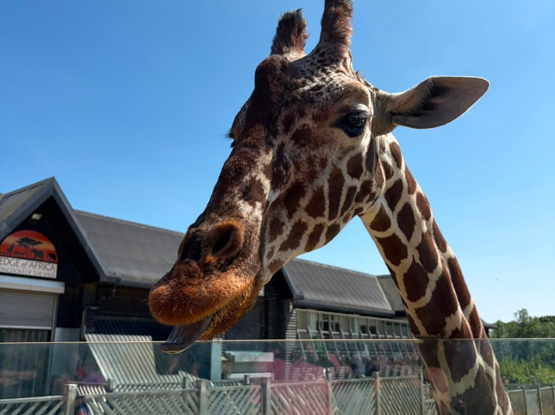 Colchester Zoo-科尔切斯特必去景点
