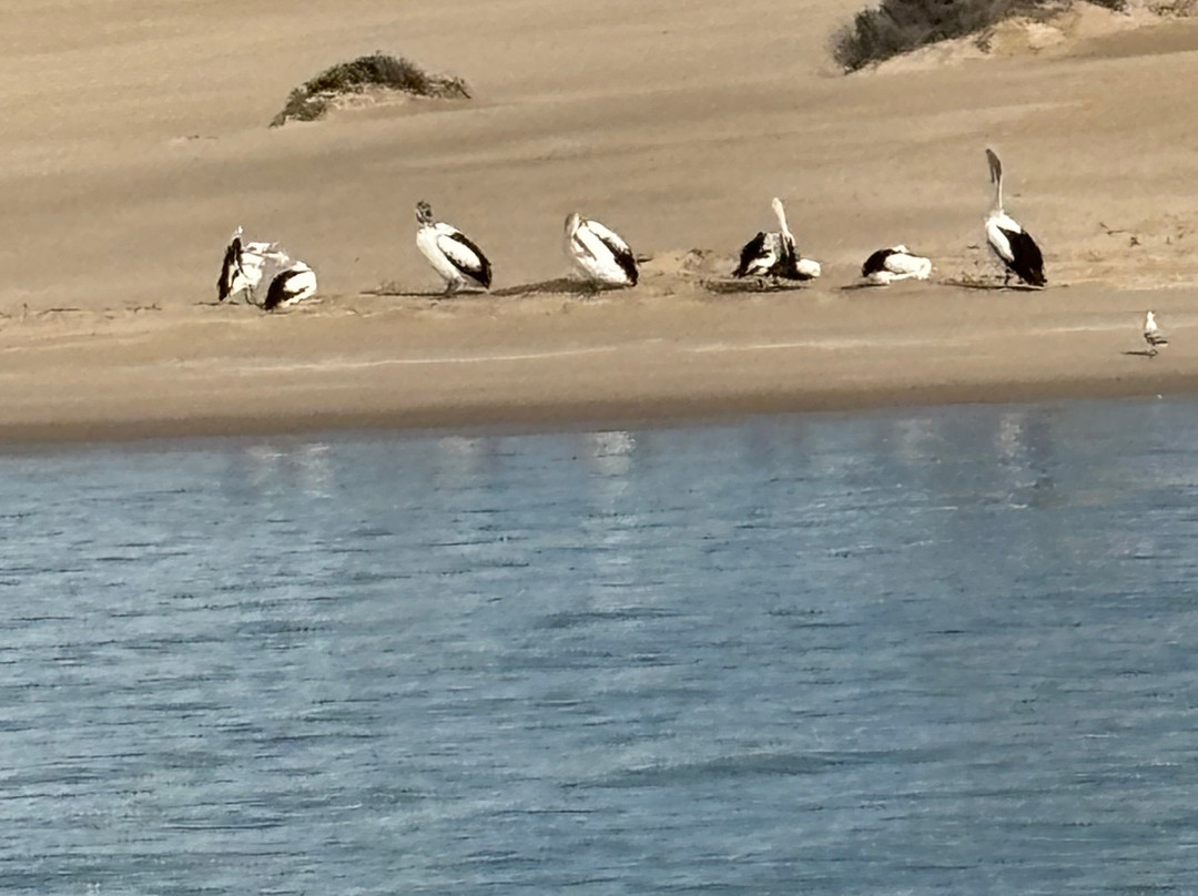 Spirit of the Coorong Cruises-Goolwa必去景点