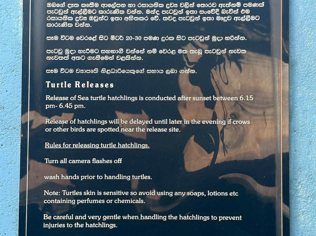 Kosgoda Sea Turtle Conservation Project-科斯戈德必去景点