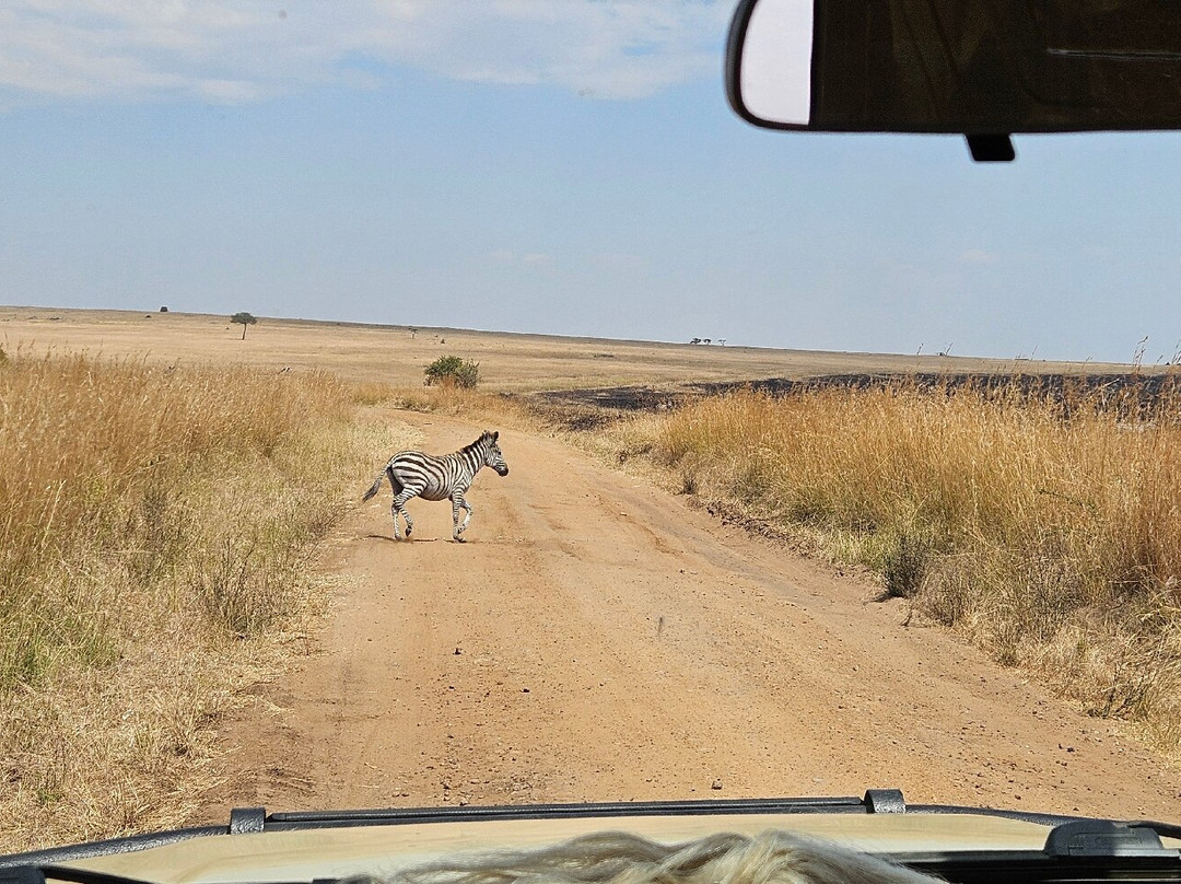 Kimbilio Serengeti Camp主图