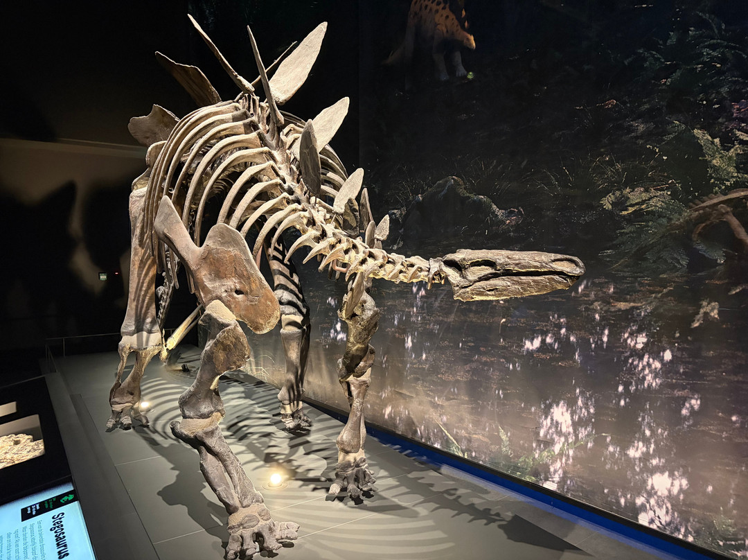 Naturalis Biodiversity Center-莱顿必去景点