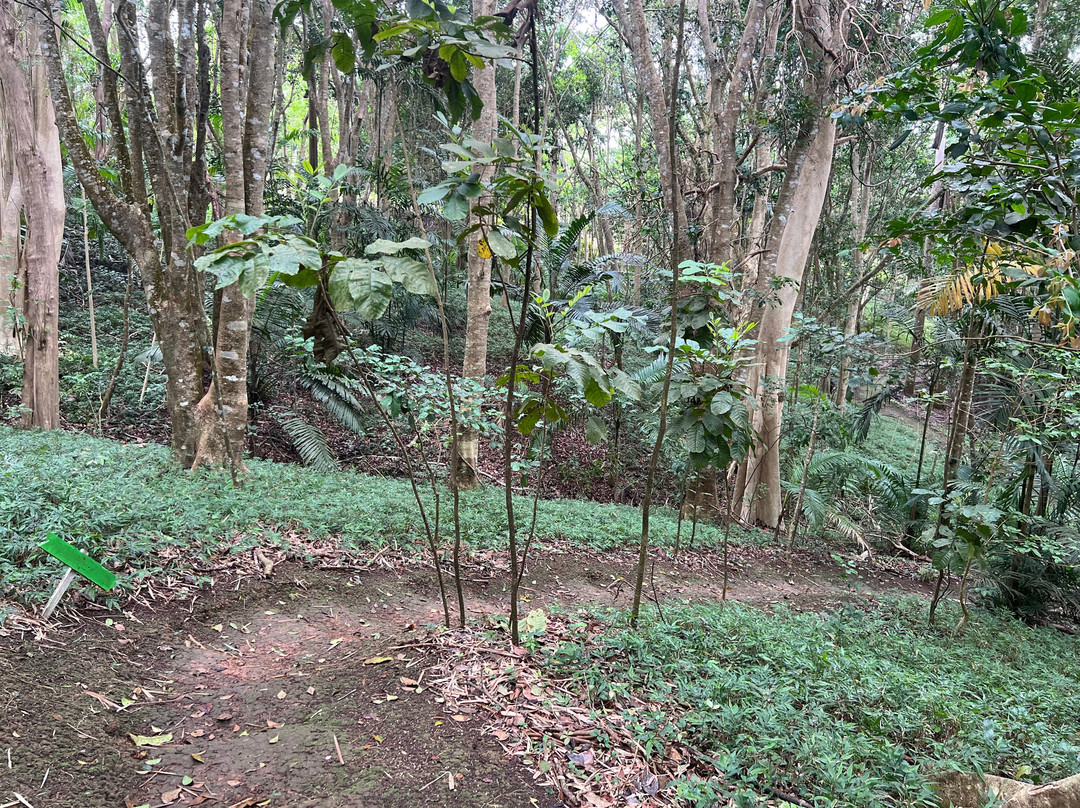 Coco Hill Forest-Melvin Hill必去景点
