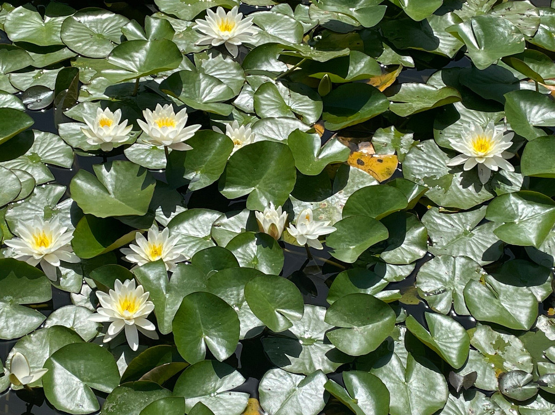 Loseley Park-吉尔福德必去景点