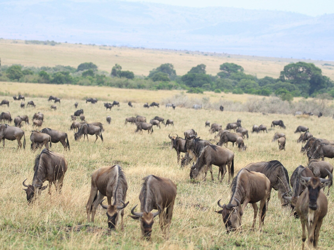 Tazama Africa Holidays-内罗毕必去景点