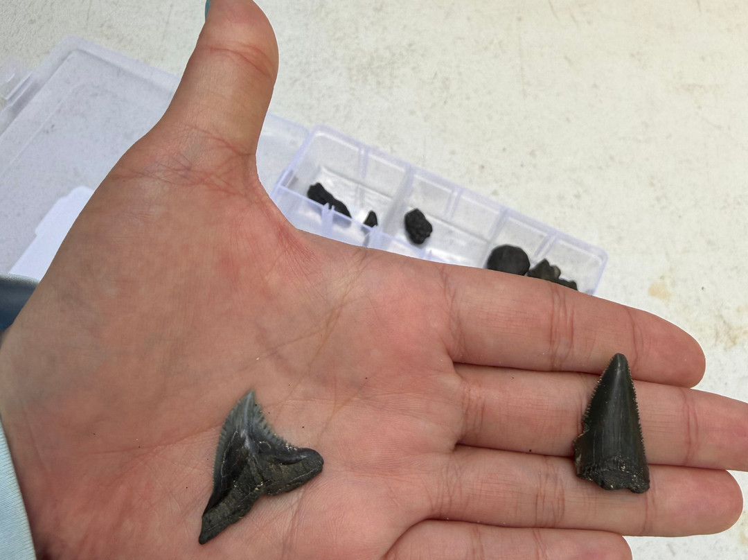 Charleston Fossil Adventures-查尔斯顿必去景点