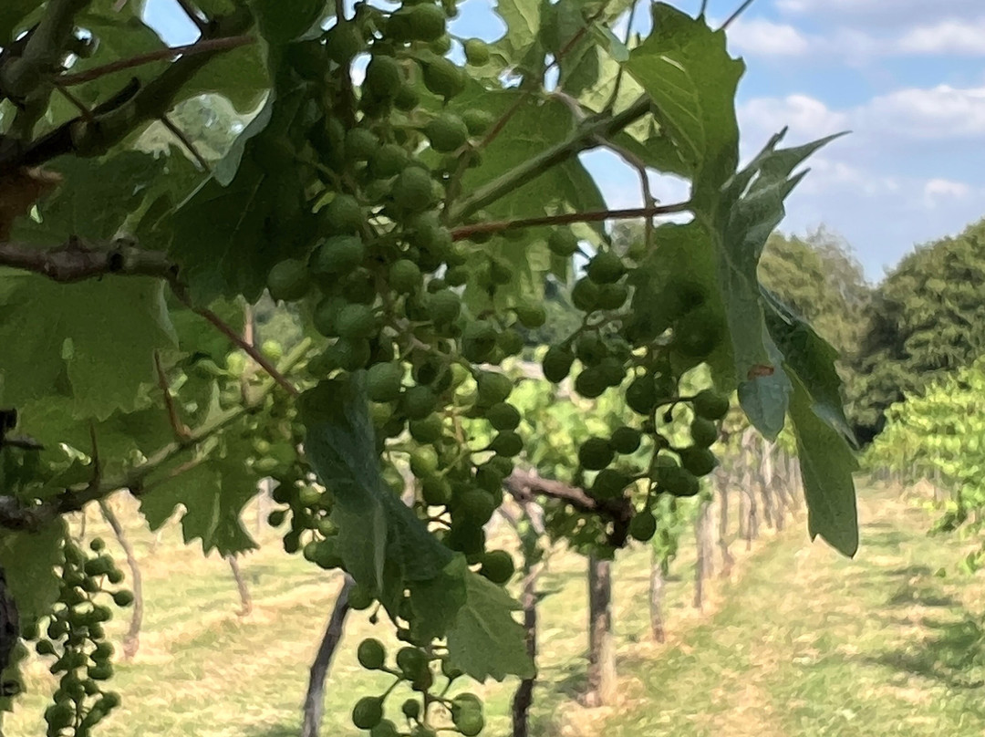 Chiltern Valley Winery & Brewery-泰晤士河畔亨利必去景点