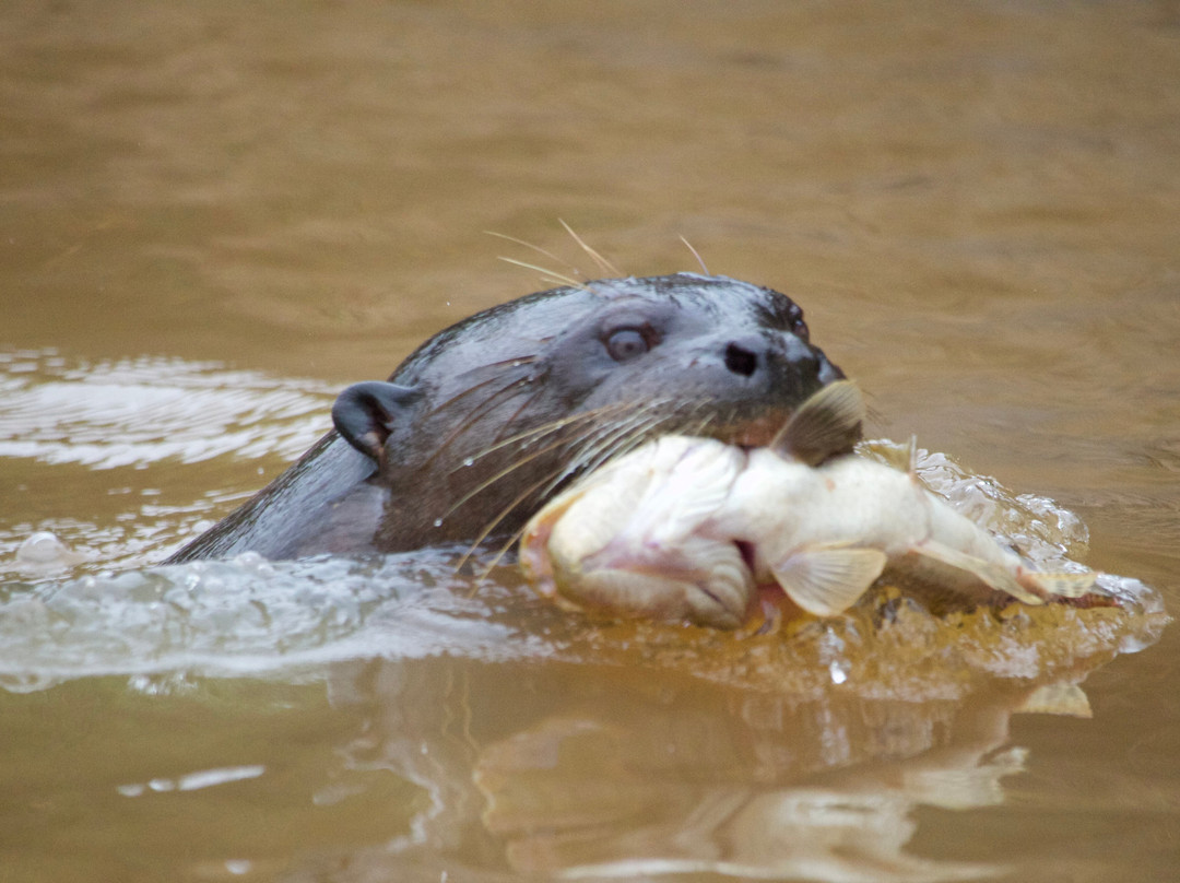 Olsen Photo Tours - Wildlife Experiences-Porto Jofre必去景点