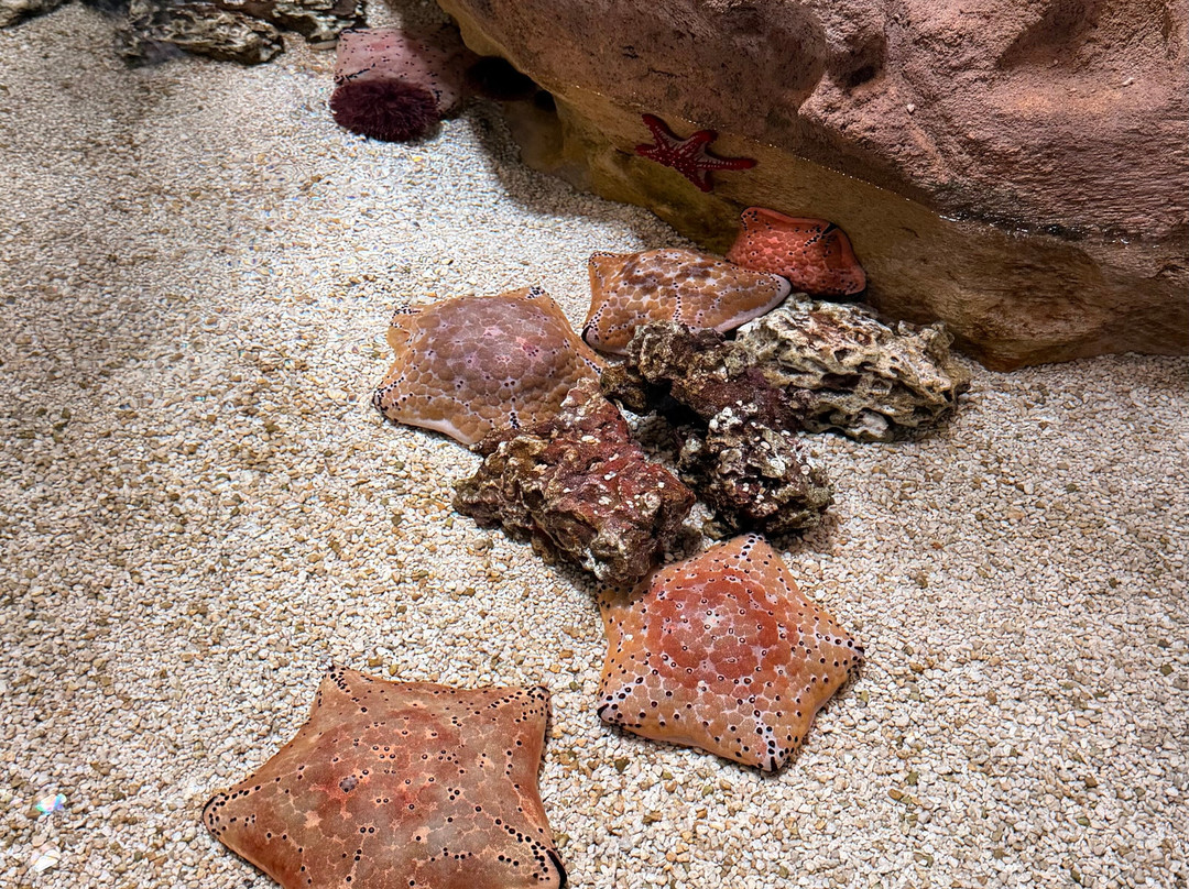 SeaWorld Yas Island Abu Dhabi-阿布扎比必去景点