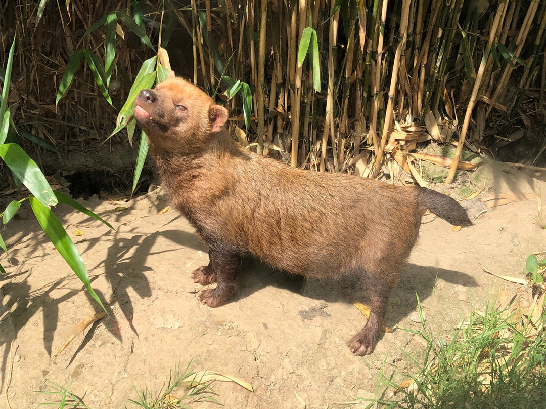 Exmoor Zoo-巴恩斯特珀尔必去景点