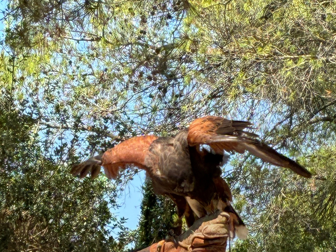 Sokolarski Raptor Centre-希贝尼克必去景点