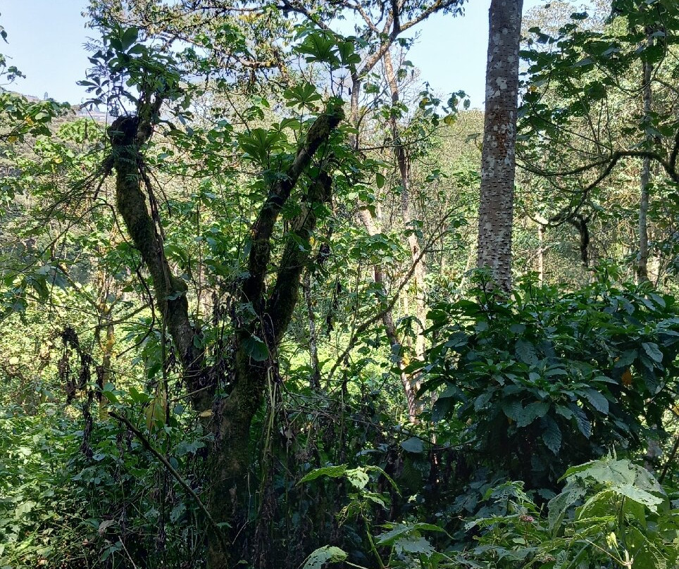 Bwindi Impenetrable Forest-Western Region必去景点