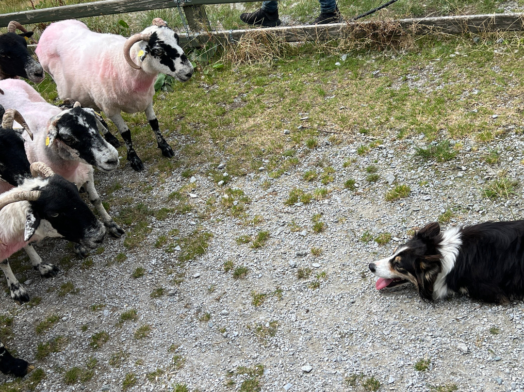 Kissane Sheep Farm-凯里郡必去景点