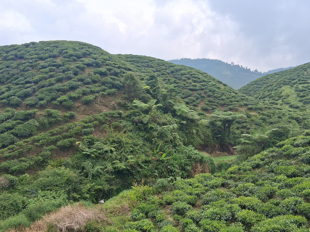 Cameron Highlands-彭亨必去景点
