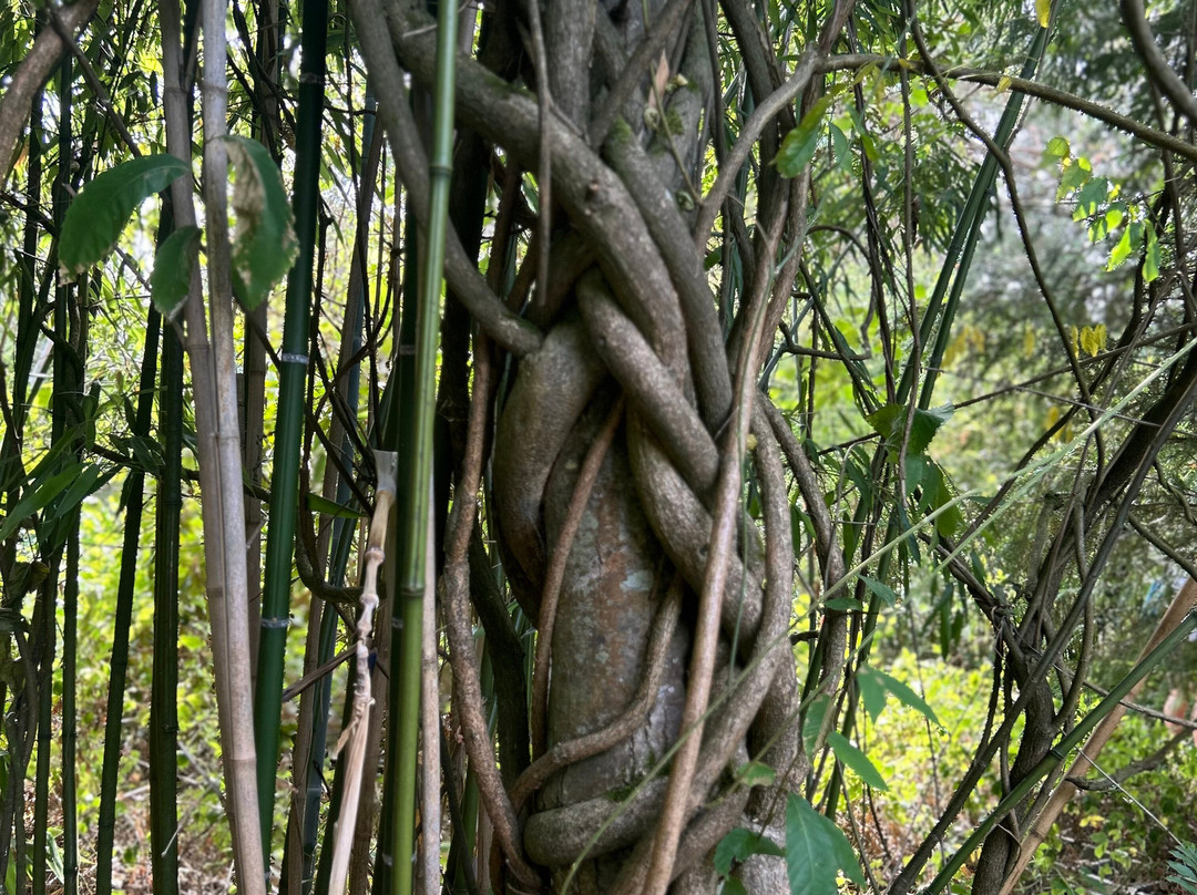 Jungle Garden-Eu必去景点