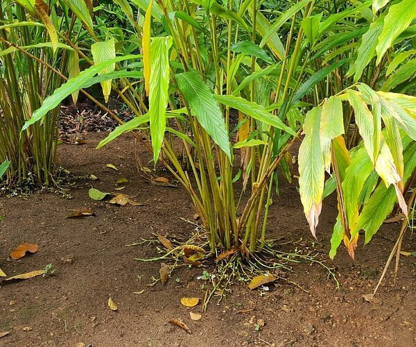 Bwa Mzee Spice Farm